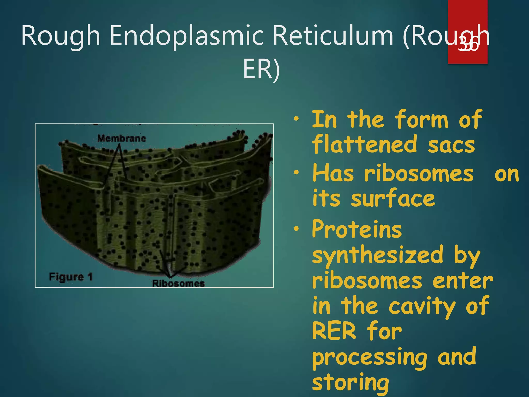 Rough Endoplasmic Reticulum (Rough
ER)
36
• In the form of
flattened sacs
• Has ribosomes on
its surface
• Proteins
synthesized by
ribosomes enter
in the cavity of
RER for
processing and
storing
 