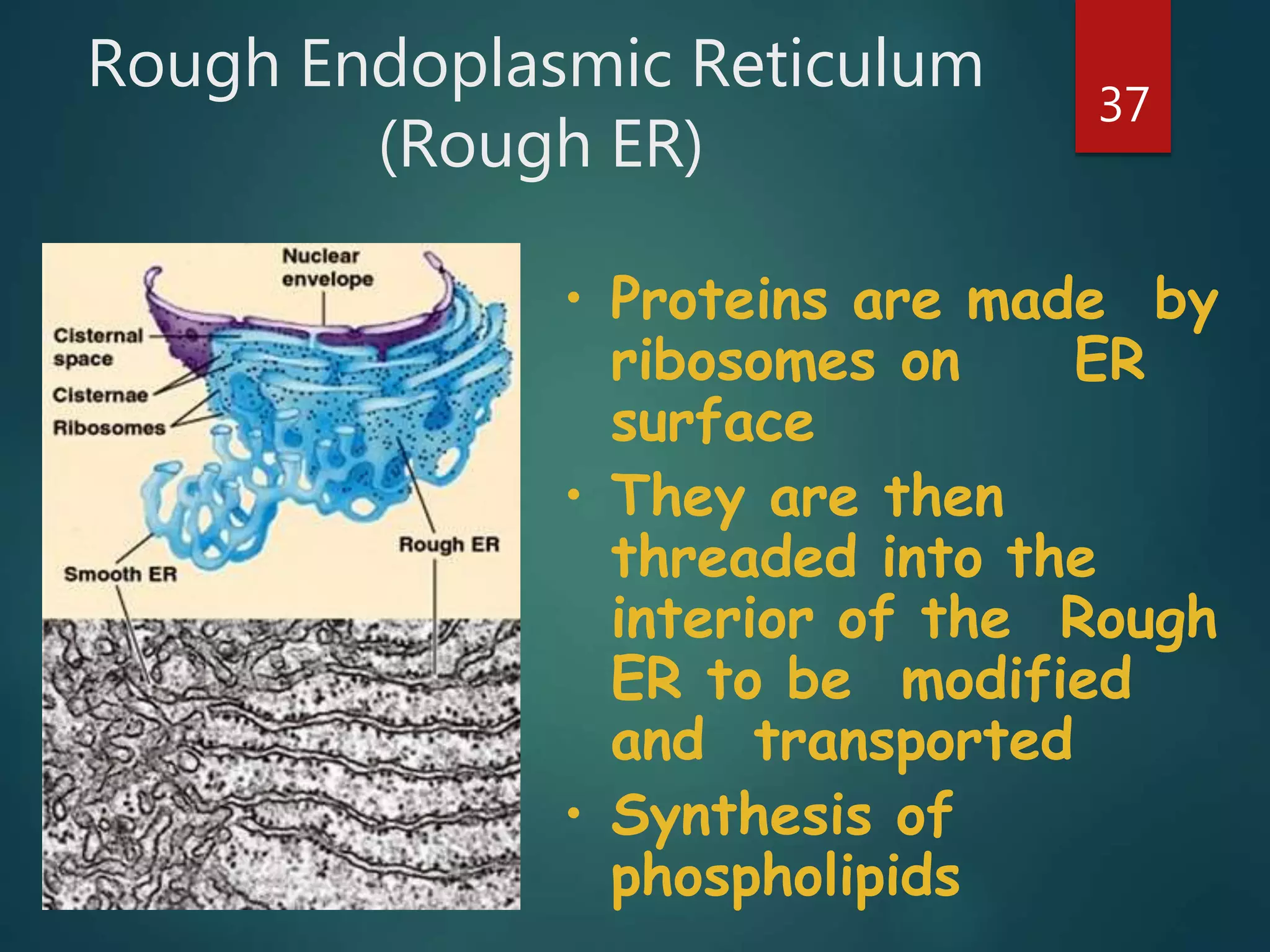 Rough Endoplasmic Reticulum
(Rough ER)
37
• Proteins are made by
ribosomes on ER
surface
• They are then
threaded into the
interior of the Rough
ER to be modified
and transported
• Synthesis of
phospholipids
 