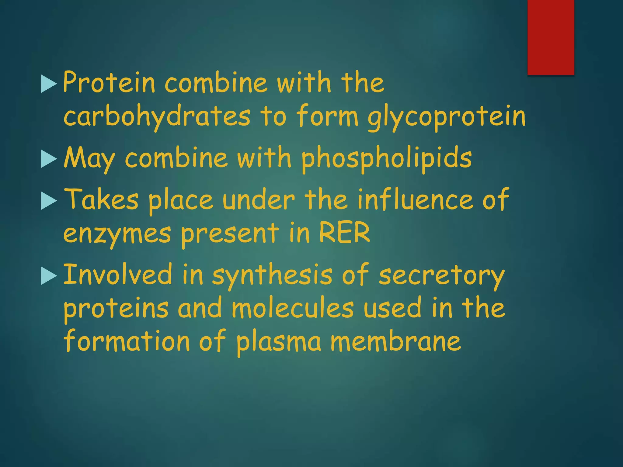  Protein combine with the
carbohydrates to form glycoprotein
 May combine with phospholipids
 Takes place under the influence of
enzymes present in RER
 Involved in synthesis of secretory
proteins and molecules used in the
formation of plasma membrane
 