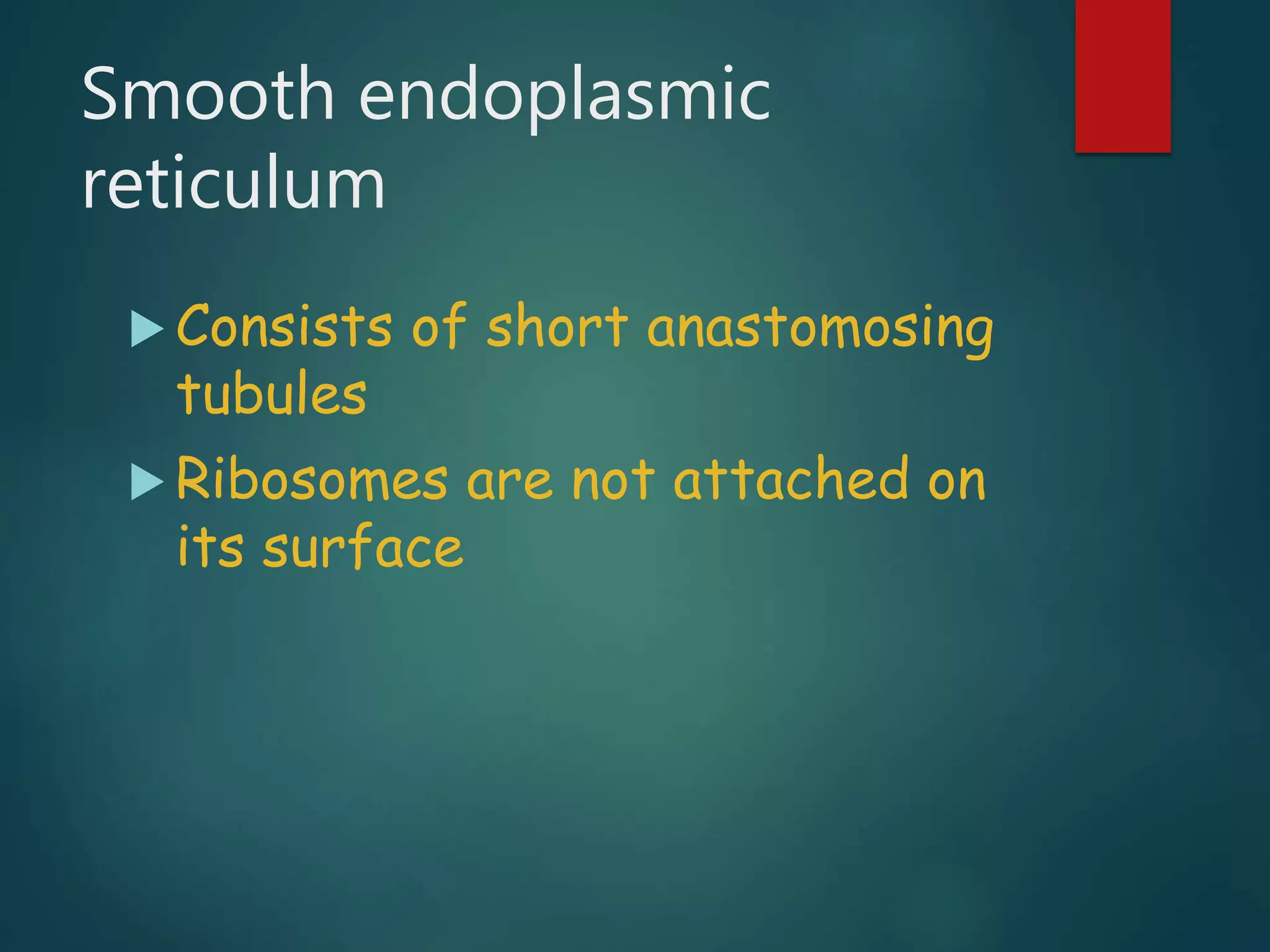 Smooth endoplasmic
reticulum
 Consists of short anastomosing
tubules
 Ribosomes are not attached on
its surface
 