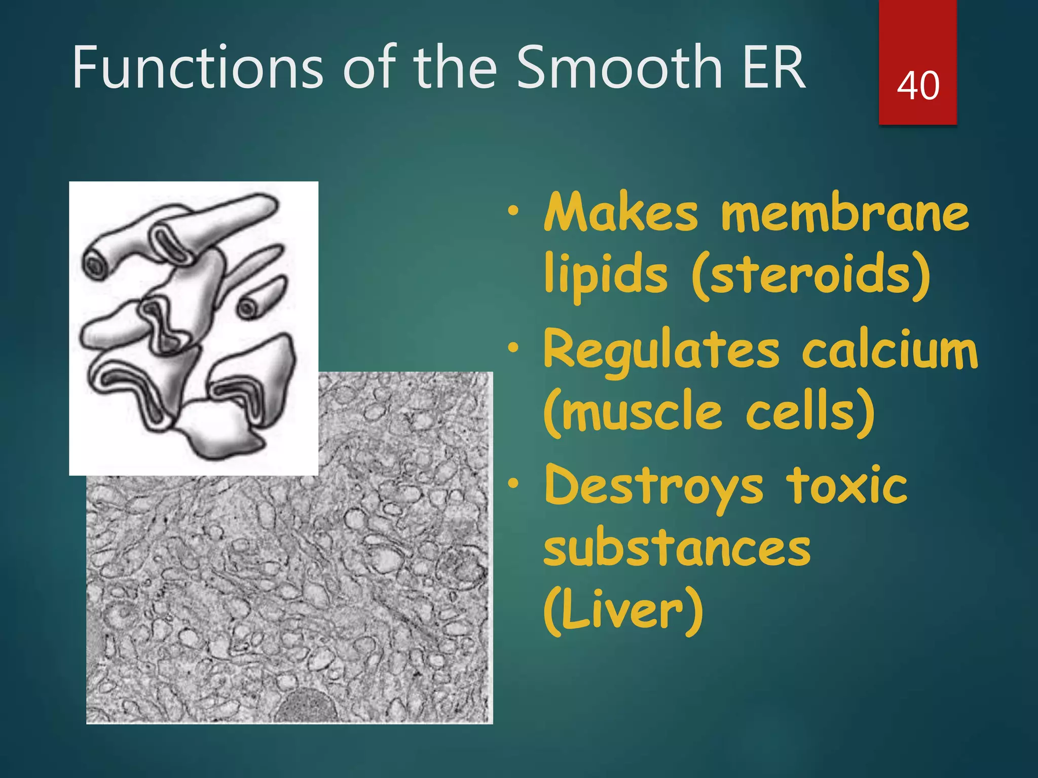 Functions of the Smooth ER 40
• Makes membrane
lipids (steroids)
• Regulates calcium
(muscle cells)
• Destroys toxic
substances
(Liver)
 