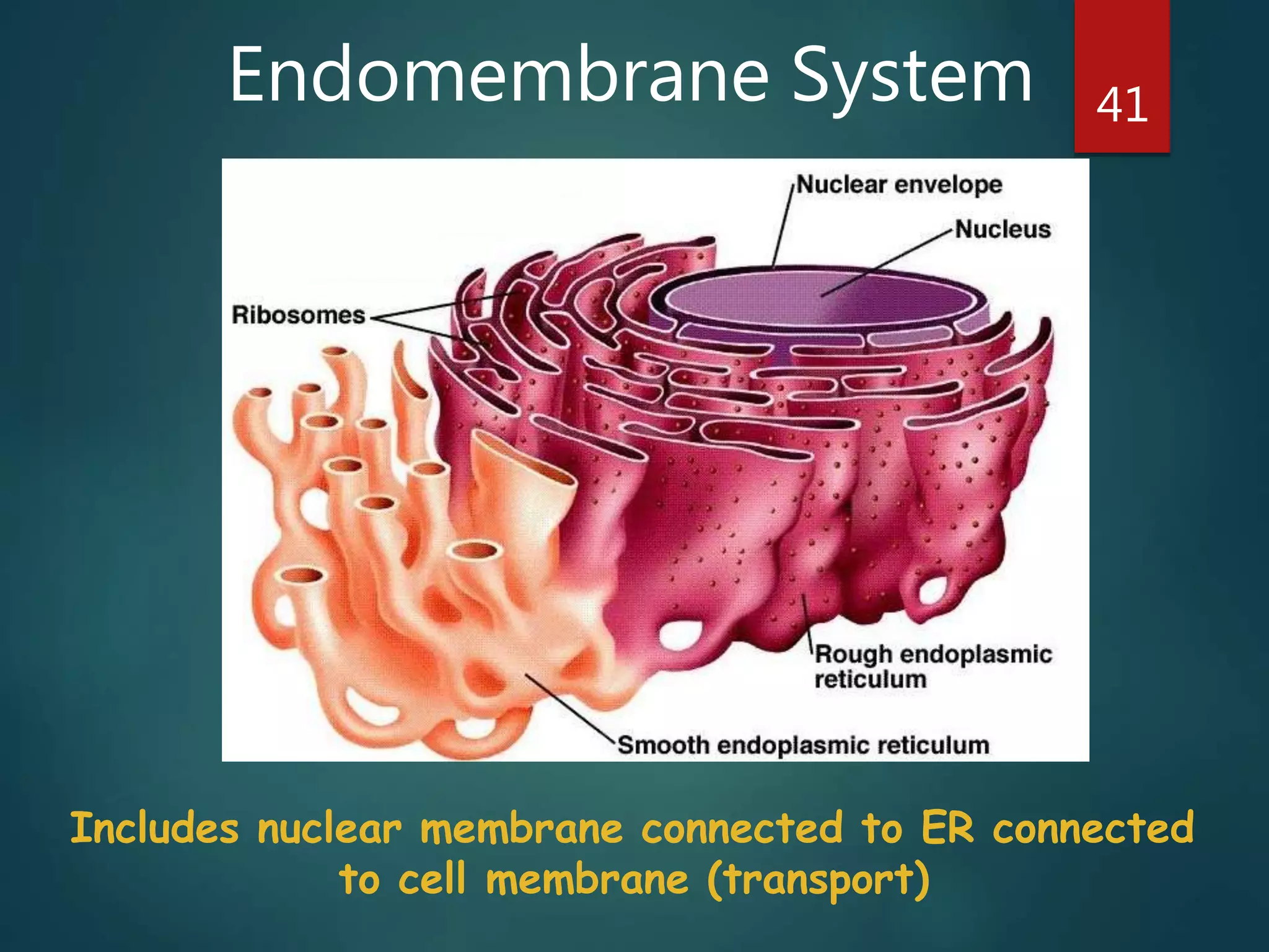 Endomembrane System 41
Includes nuclear membrane connected to ER connected
to cell membrane (transport)
 