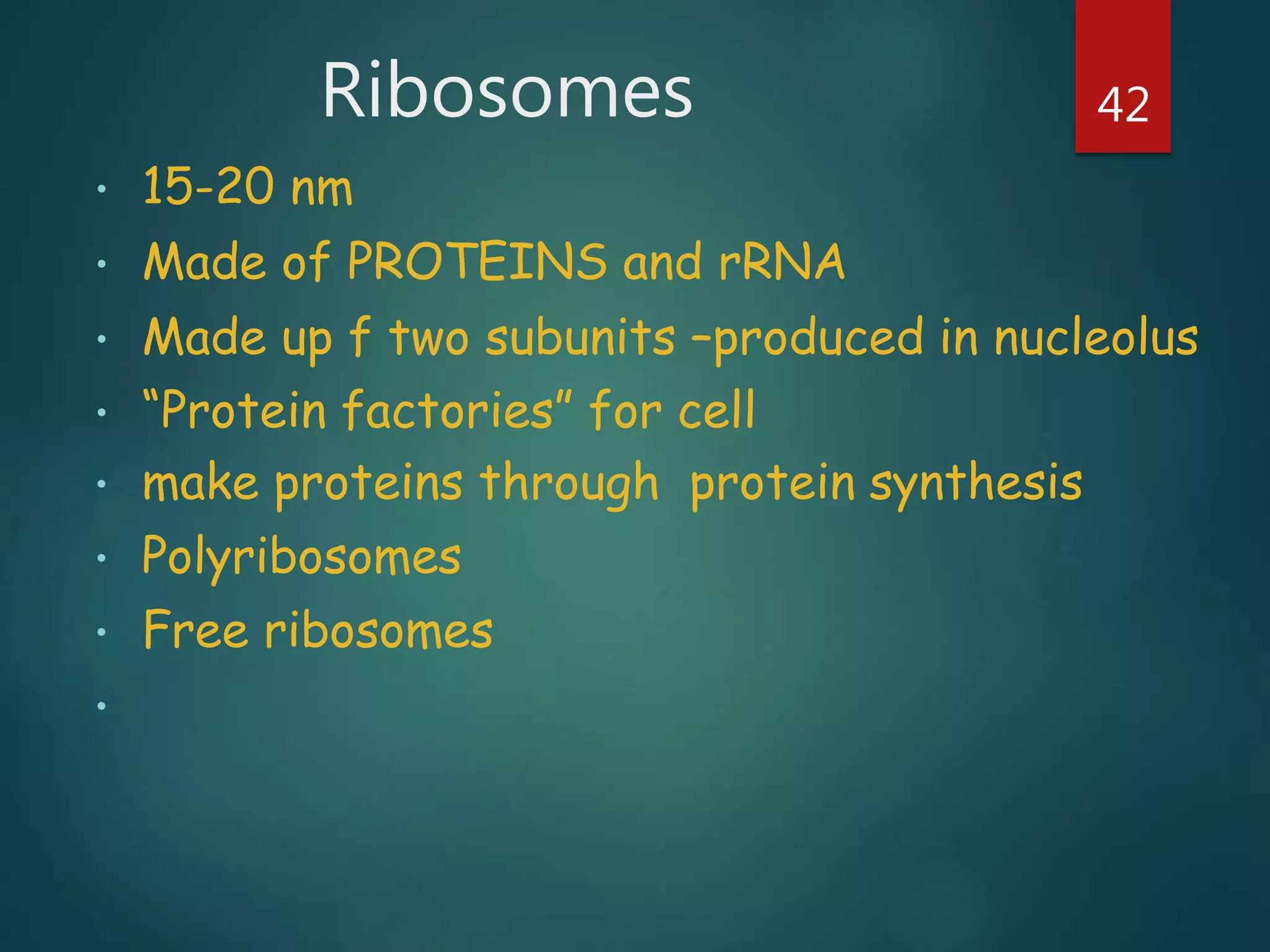 Ribosomes
• 15-20 nm
• Made of PROTEINS and rRNA
• Made up f two subunits –produced in nucleolus
• “Protein factories” for cell
• make proteins through protein synthesis
• Polyribosomes
• Free ribosomes
•
42
 