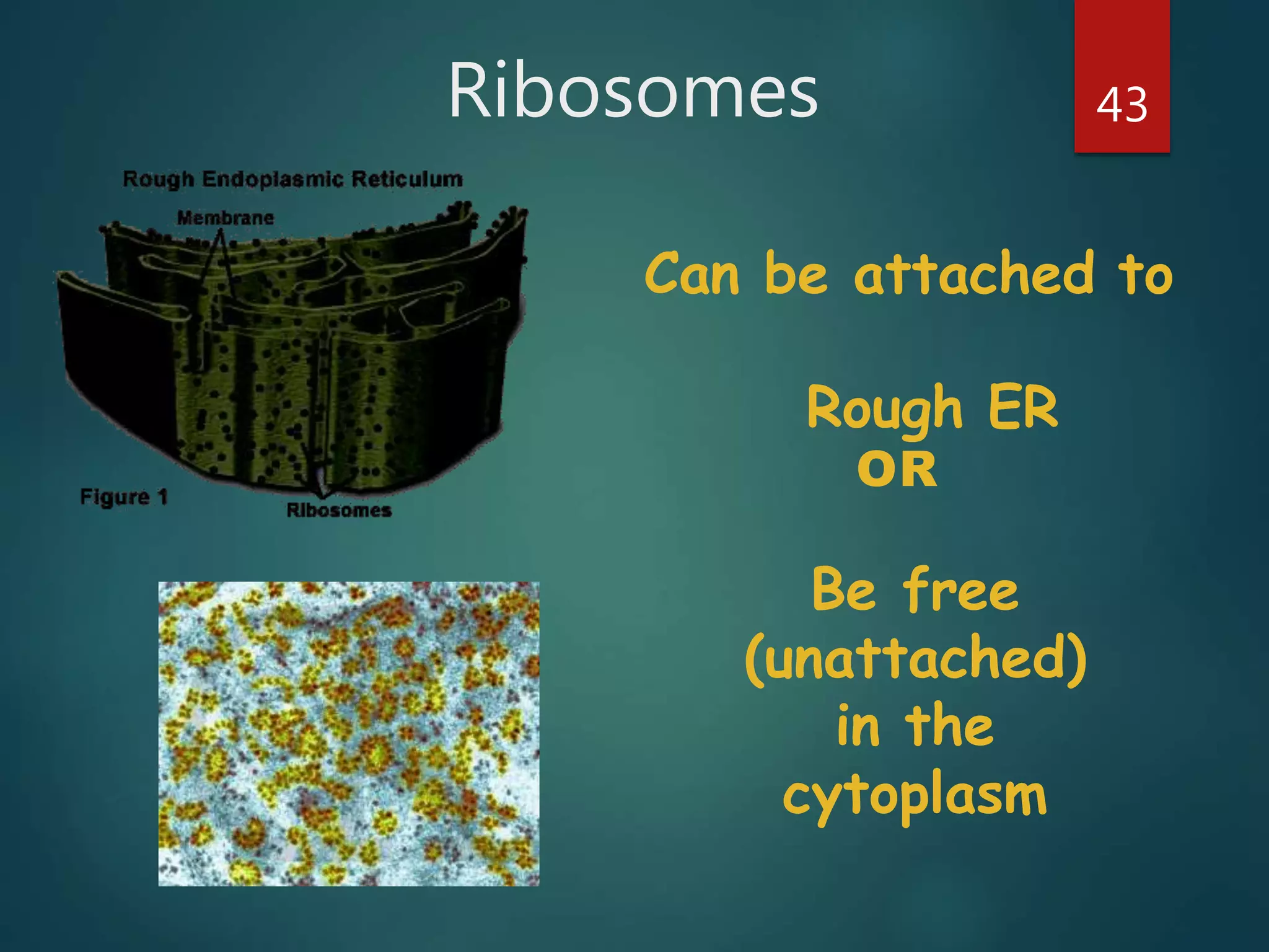Ribosomes 43
Can be attached to
Rough ER
OR
Be free
(unattached)
in the
cytoplasm
 