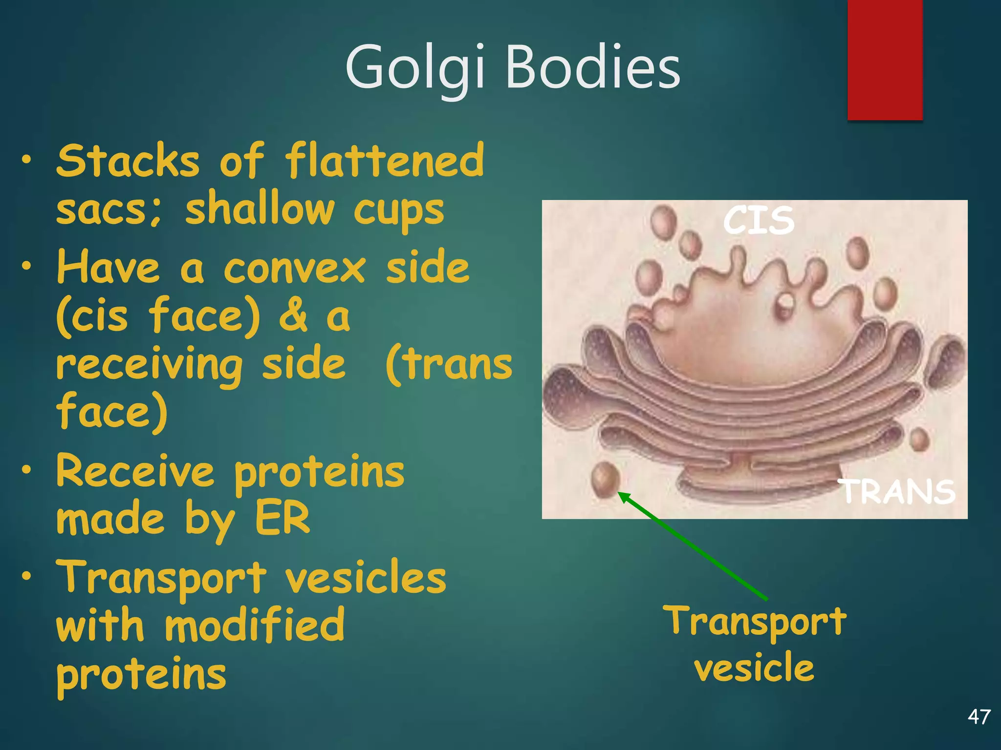 47
Golgi Bodies
• Stacks of flattened
sacs; shallow cups
• Have a convex side
(cis face) & a
receiving side (trans
face)
• Receive proteins
made by ER
• Transport vesicles
with modified
proteins
Transport
vesicle
CIS
TRANS
 