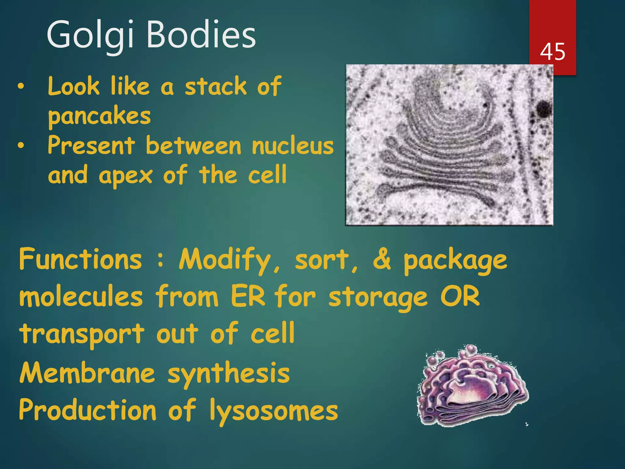 Golgi Bodies 45
• Look like a stack of
pancakes
• Present between nucleus
and apex of the cell
Functions : Modify, sort, & package
molecules from ER for storage OR
transport out of cell
Membrane synthesis
Production of lysosomes
 