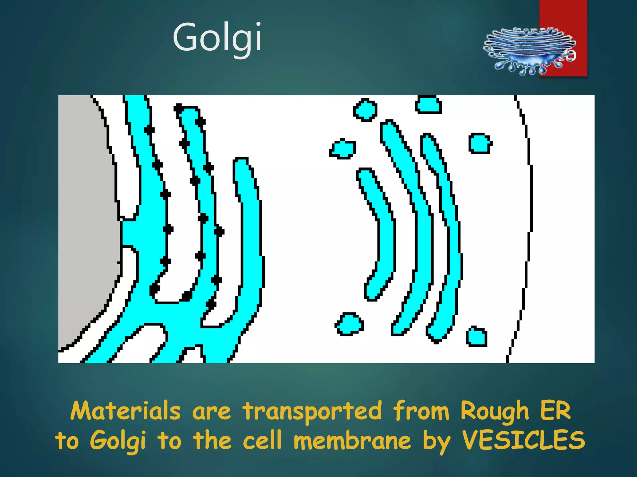 Golgi 46
Materials are transported from Rough ER
to Golgi to the cell membrane by VESICLES
 
