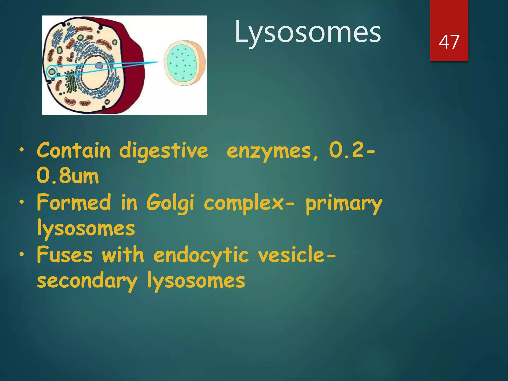 Lysosomes 47
• Contain digestive enzymes, 0.2-
0.8um
• Formed in Golgi complex- primary
lysosomes
• Fuses with endocytic vesicle-
secondary lysosomes
 