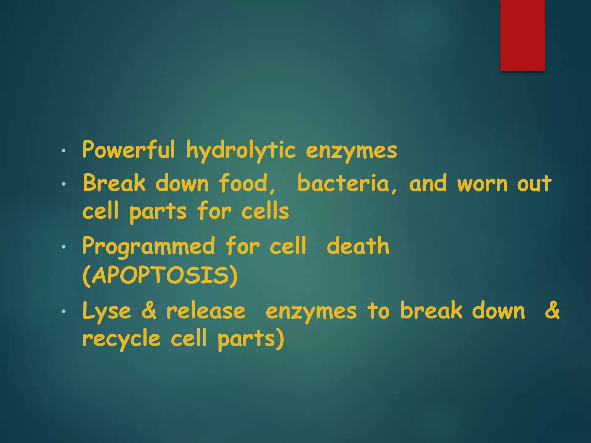 • Powerful hydrolytic enzymes
• Break down food, bacteria, and worn out
cell parts for cells
• Programmed for cell death
(APOPTOSIS)
• Lyse & release enzymes to break down &
recycle cell parts)
 