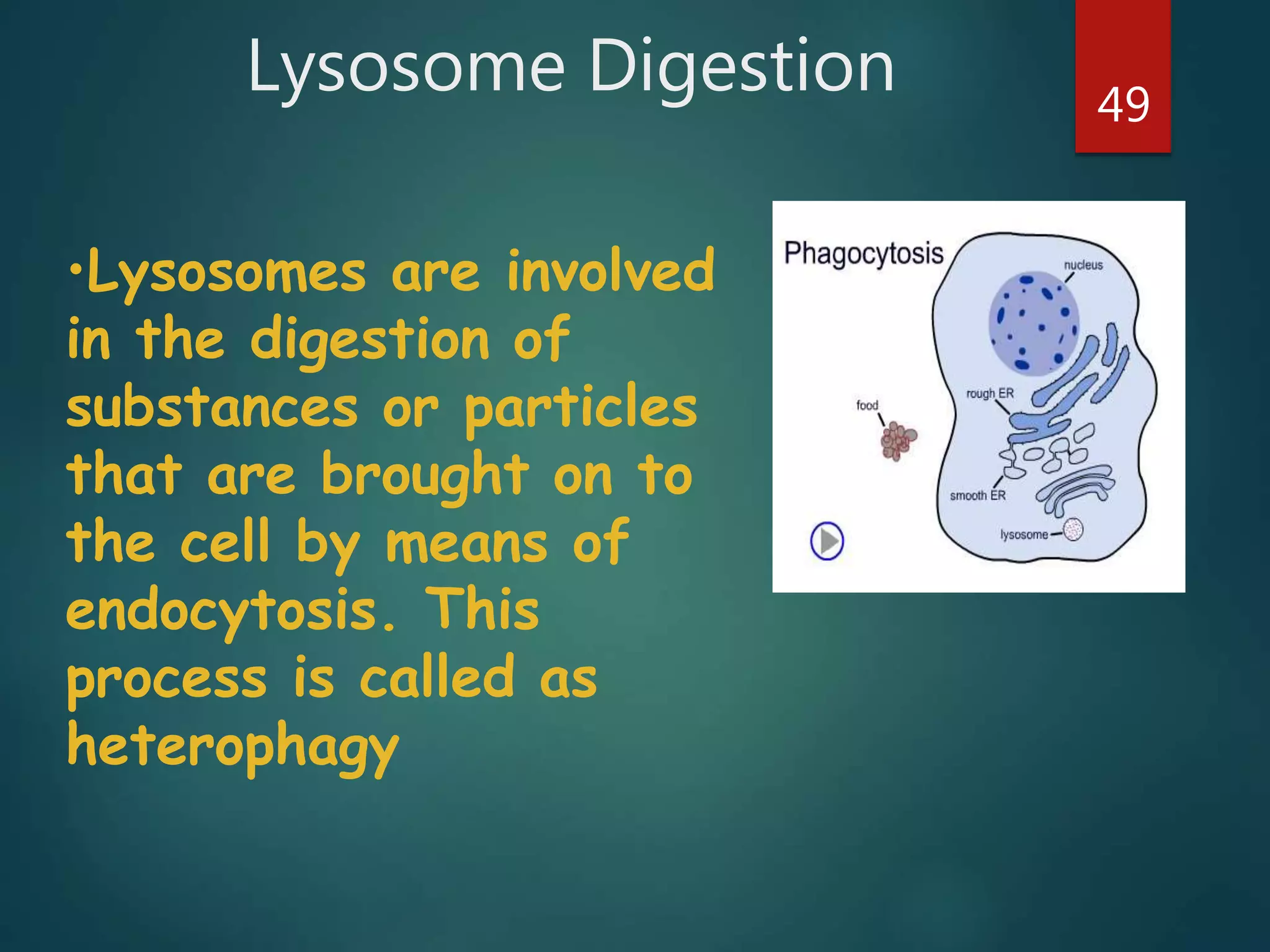 Lysosome Digestion 49
•Lysosomes are involved
in the digestion of
substances or particles
that are brought on to
the cell by means of
endocytosis. This
process is called as
heterophagy
 