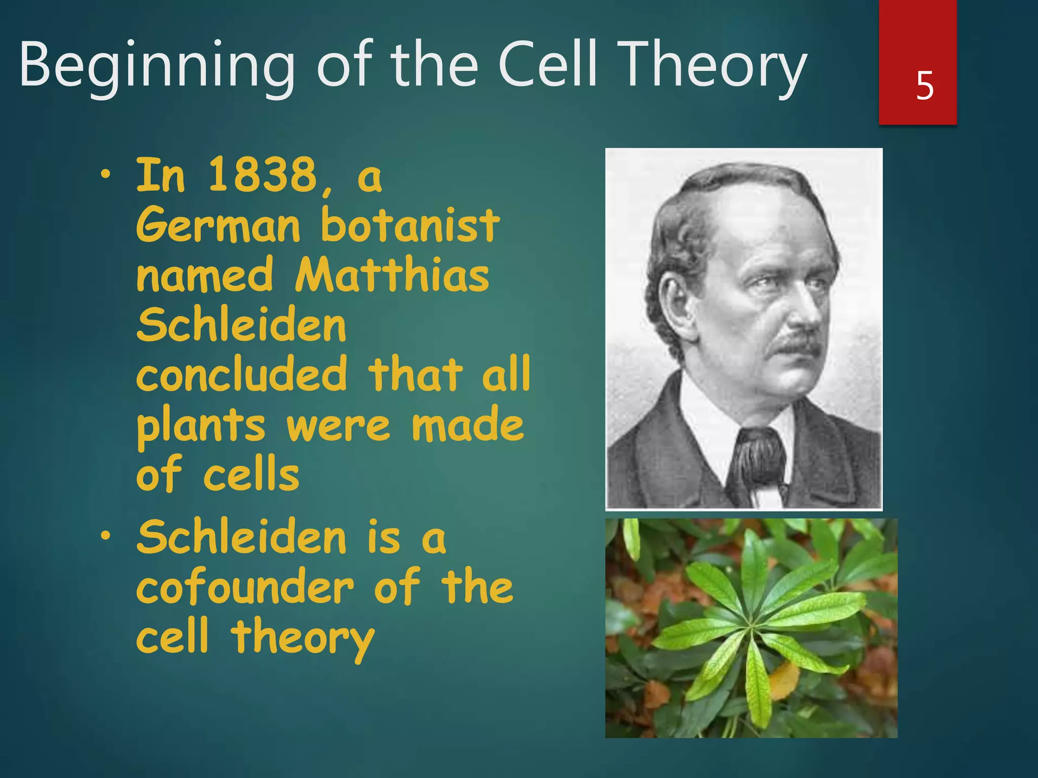 Beginning of the Cell Theory 5
• In 1838, a
German botanist
named Matthias
Schleiden
concluded that all
plants were made
of cells
• Schleiden is a
cofounder of the
cell theory
 