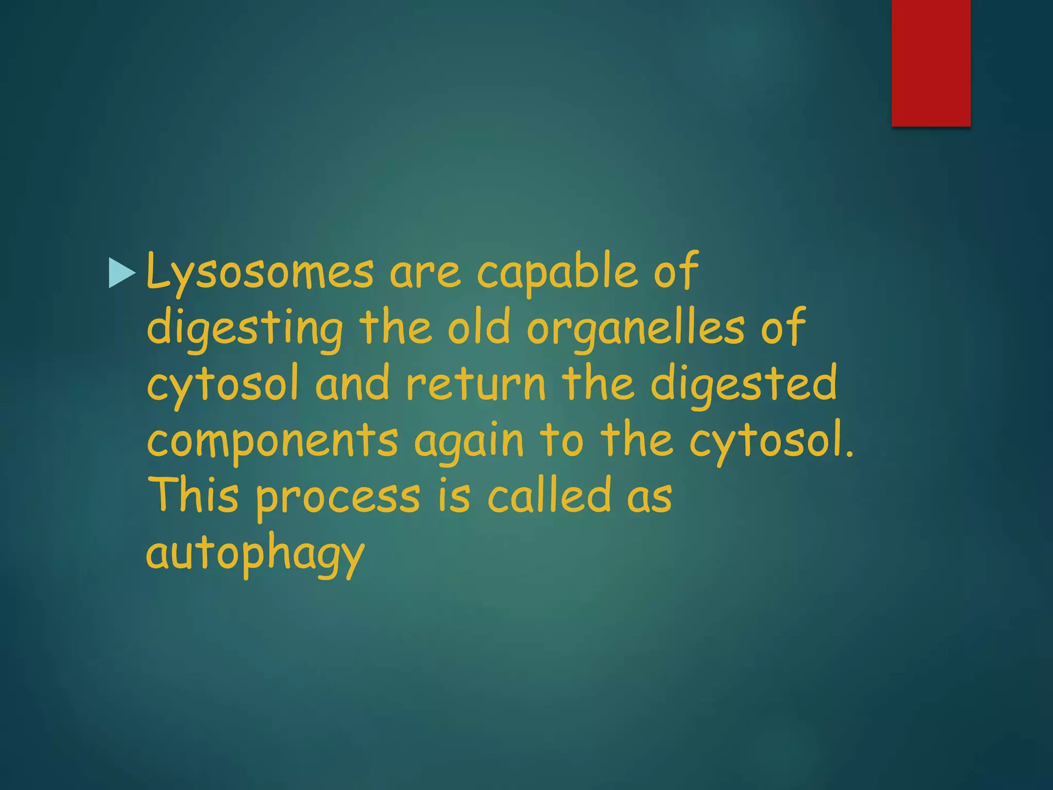  Lysosomes are capable of
digesting the old organelles of
cytosol and return the digested
components again to the cytosol.
This process is called as
autophagy
 