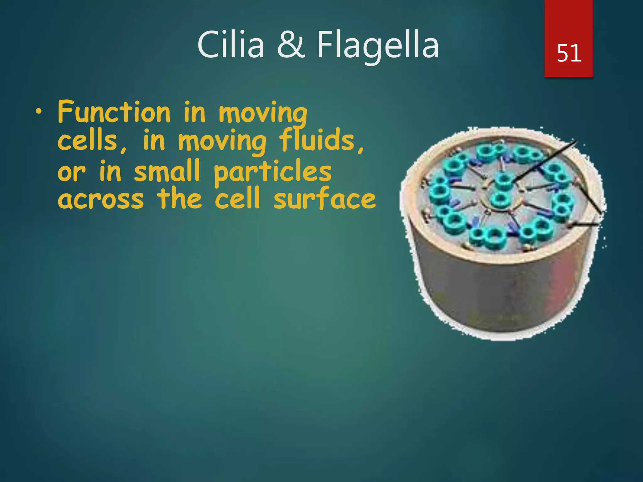 Cilia & Flagella 51
• Function in moving
cells, in moving fluids,
or in small particles
across the cell surface
 