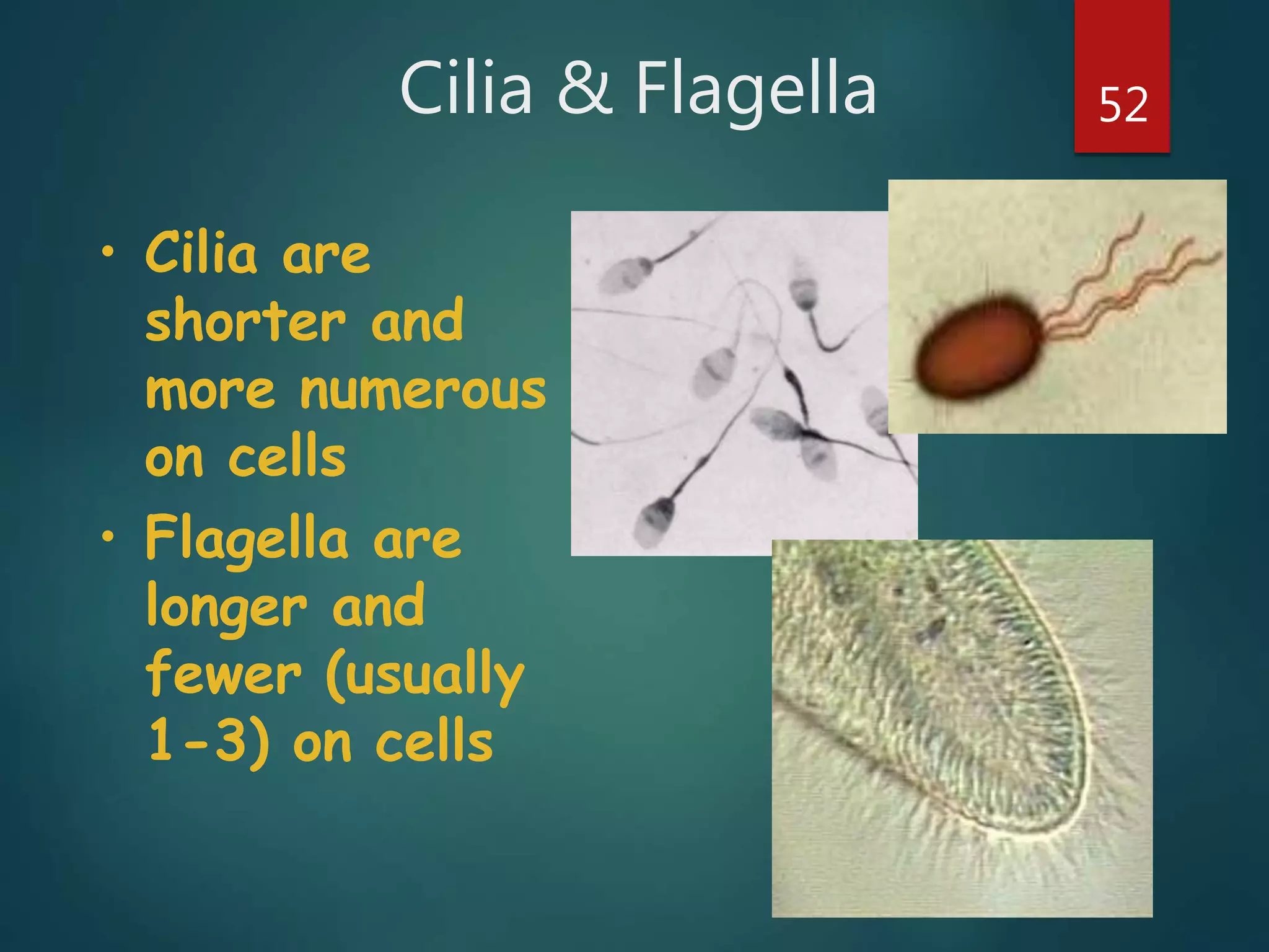 Cilia & Flagella 52
• Cilia are
shorter and
more numerous
on cells
• Flagella are
longer and
fewer (usually
1-3) on cells
 
