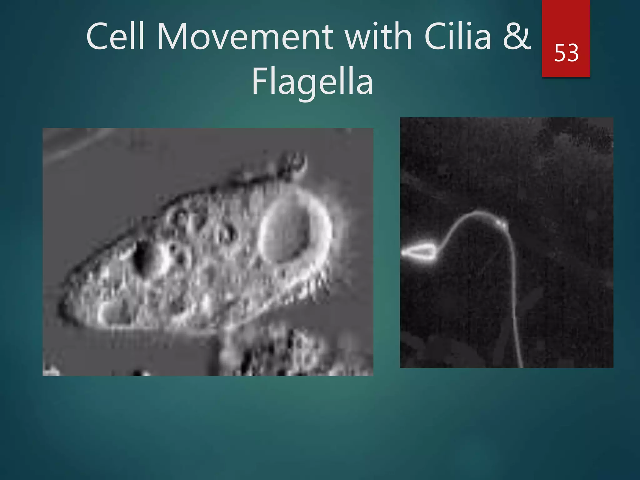 Cell Movement with Cilia &
Flagella
53
 