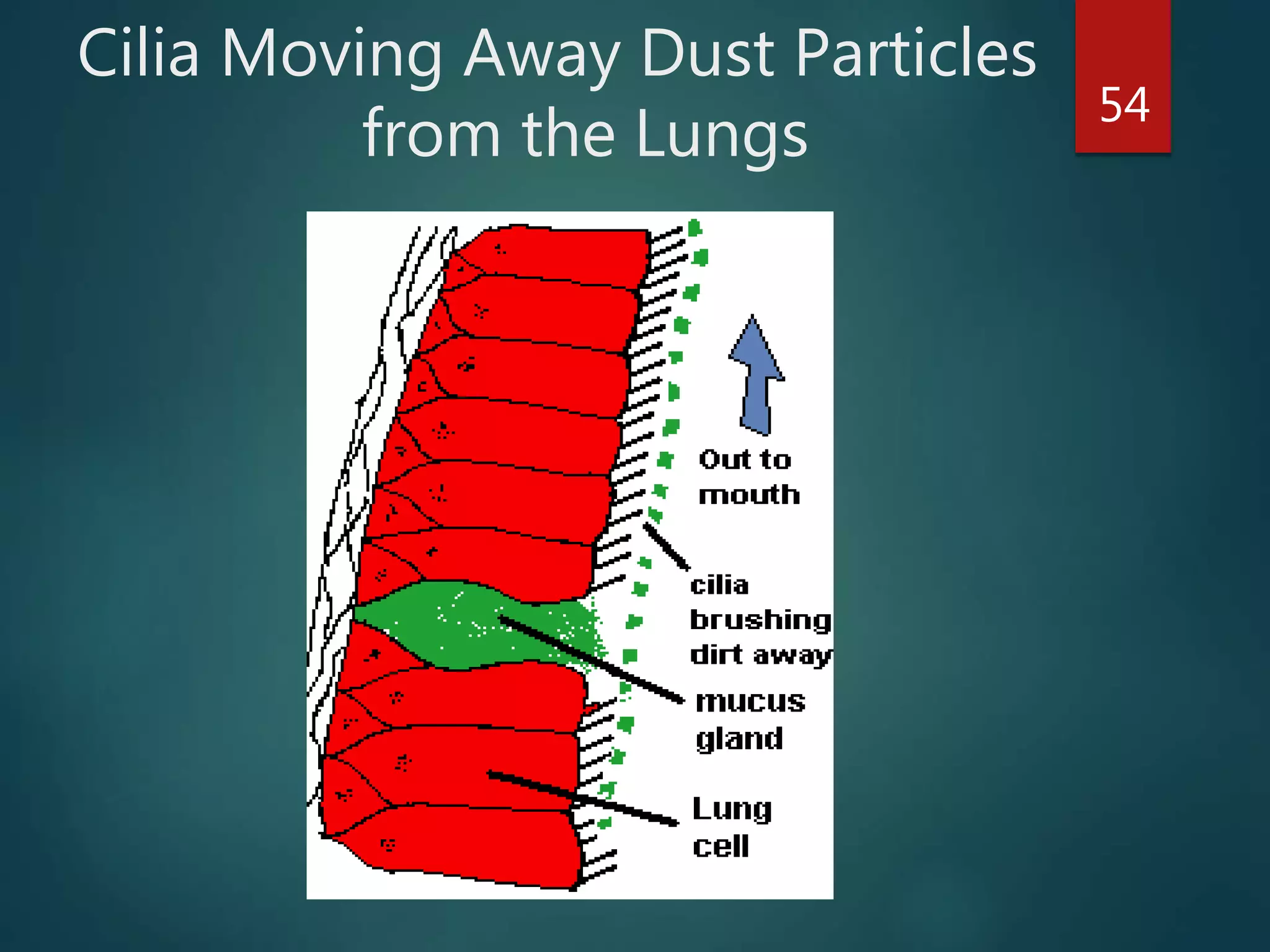 Cilia Moving Away Dust Particles
from the Lungs
54
 