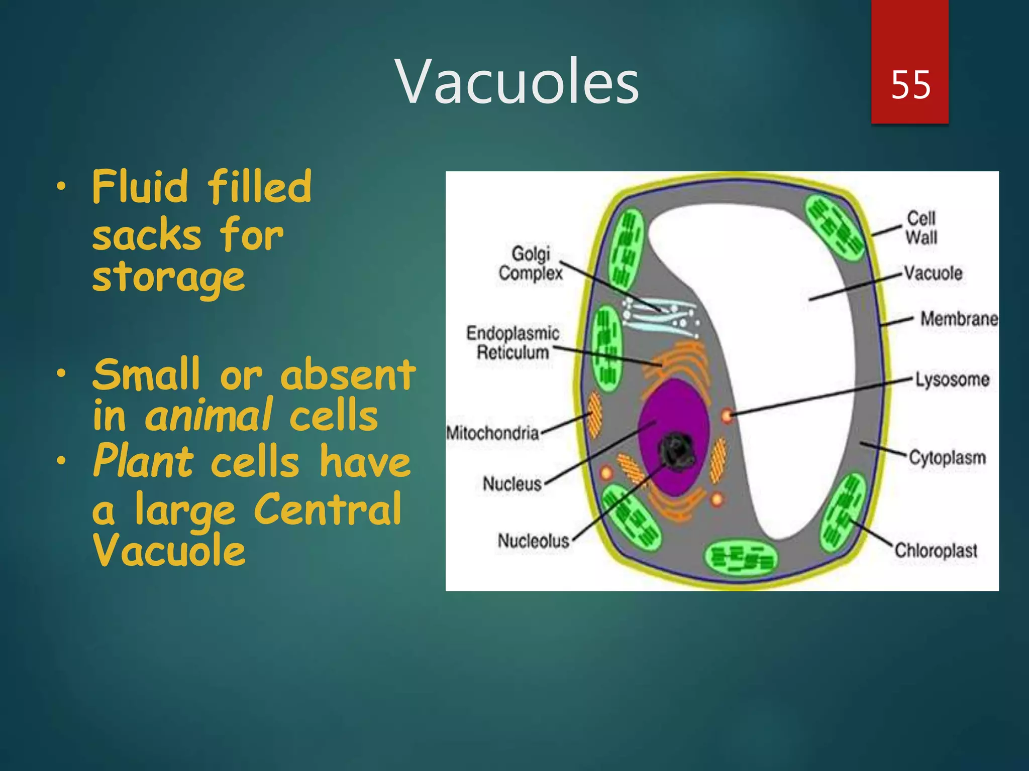 Vacuoles 55
• Fluid filled
sacks for
storage
• Small or absent
in animal cells
• Plant cells have
a large Central
Vacuole
 