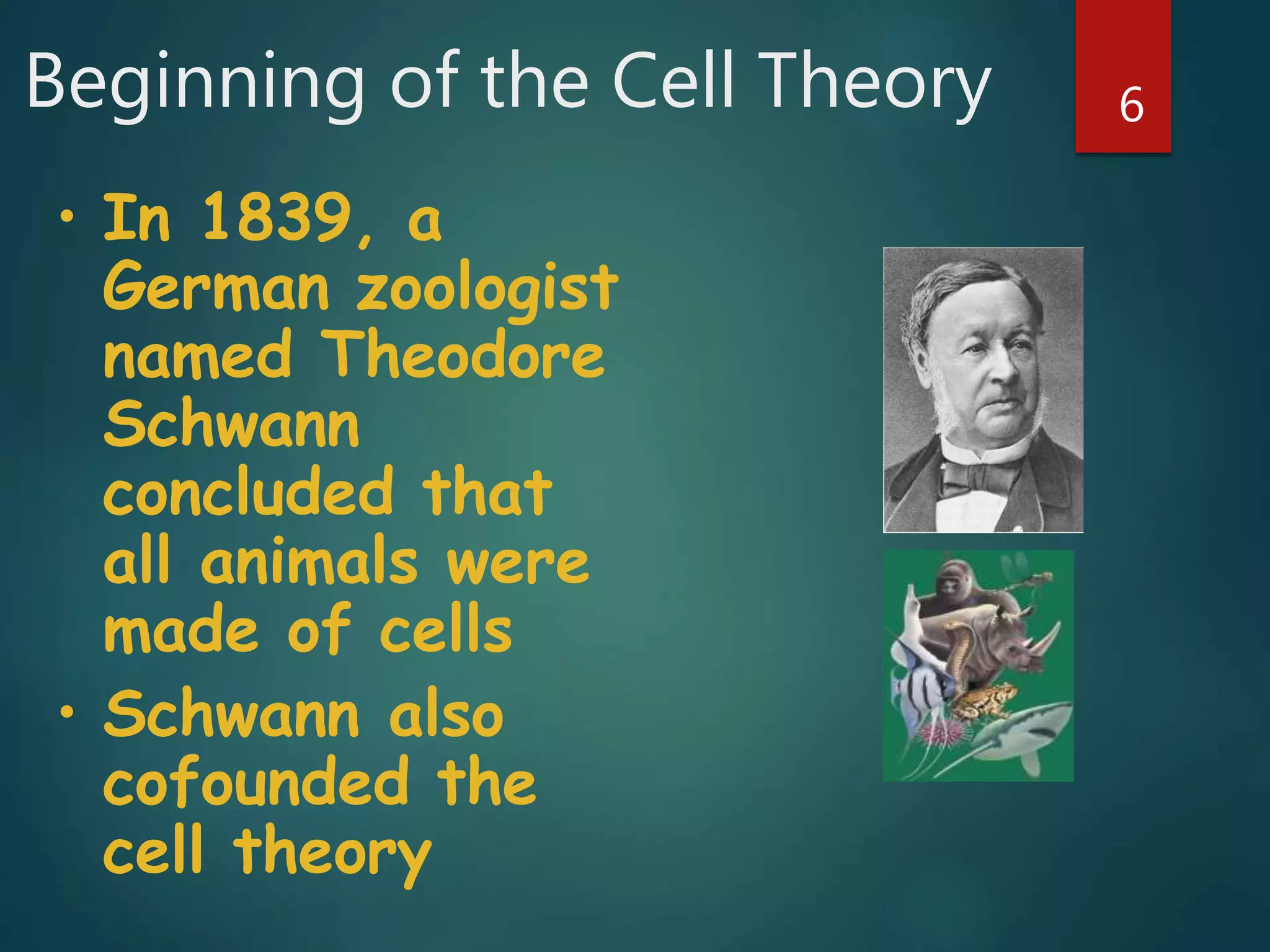 Beginning of the Cell Theory 6
• In 1839, a
German zoologist
named Theodore
Schwann
concluded that
all animals were
made of cells
• Schwann also
cofounded the
cell theory
 