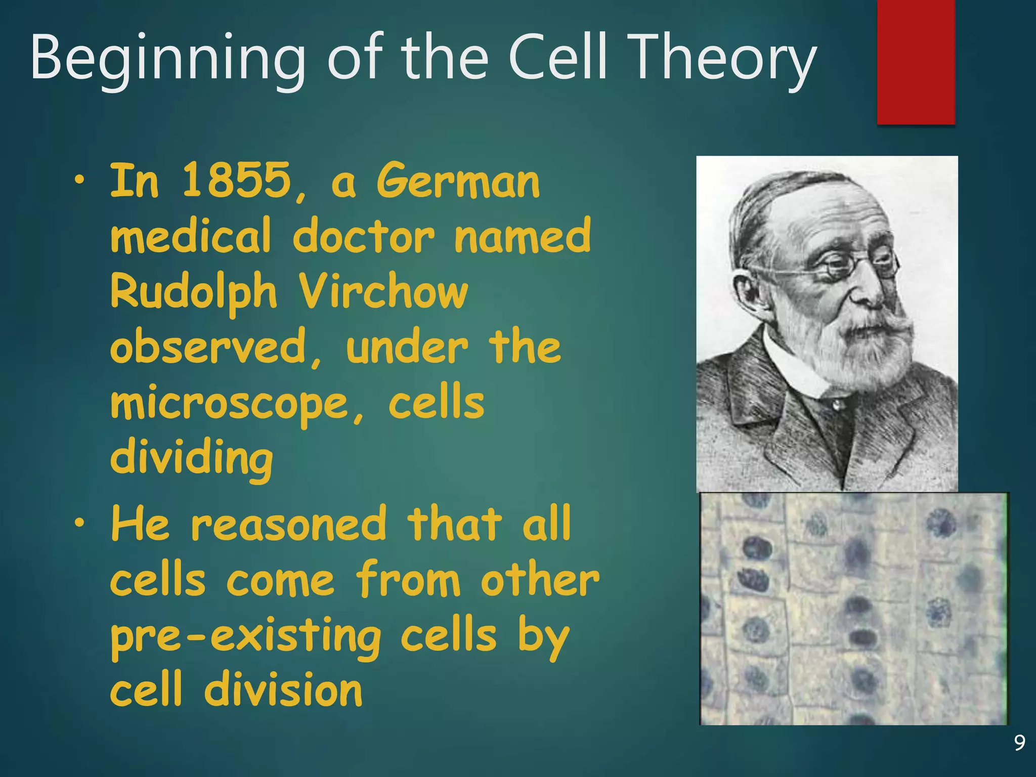 Beginning of the Cell Theory
• In 1855, a German
medical doctor named
Rudolph Virchow
observed, under the
microscope, cells
dividing
• He reasoned that all
cells come from other
pre-existing cells by
cell division
9
 