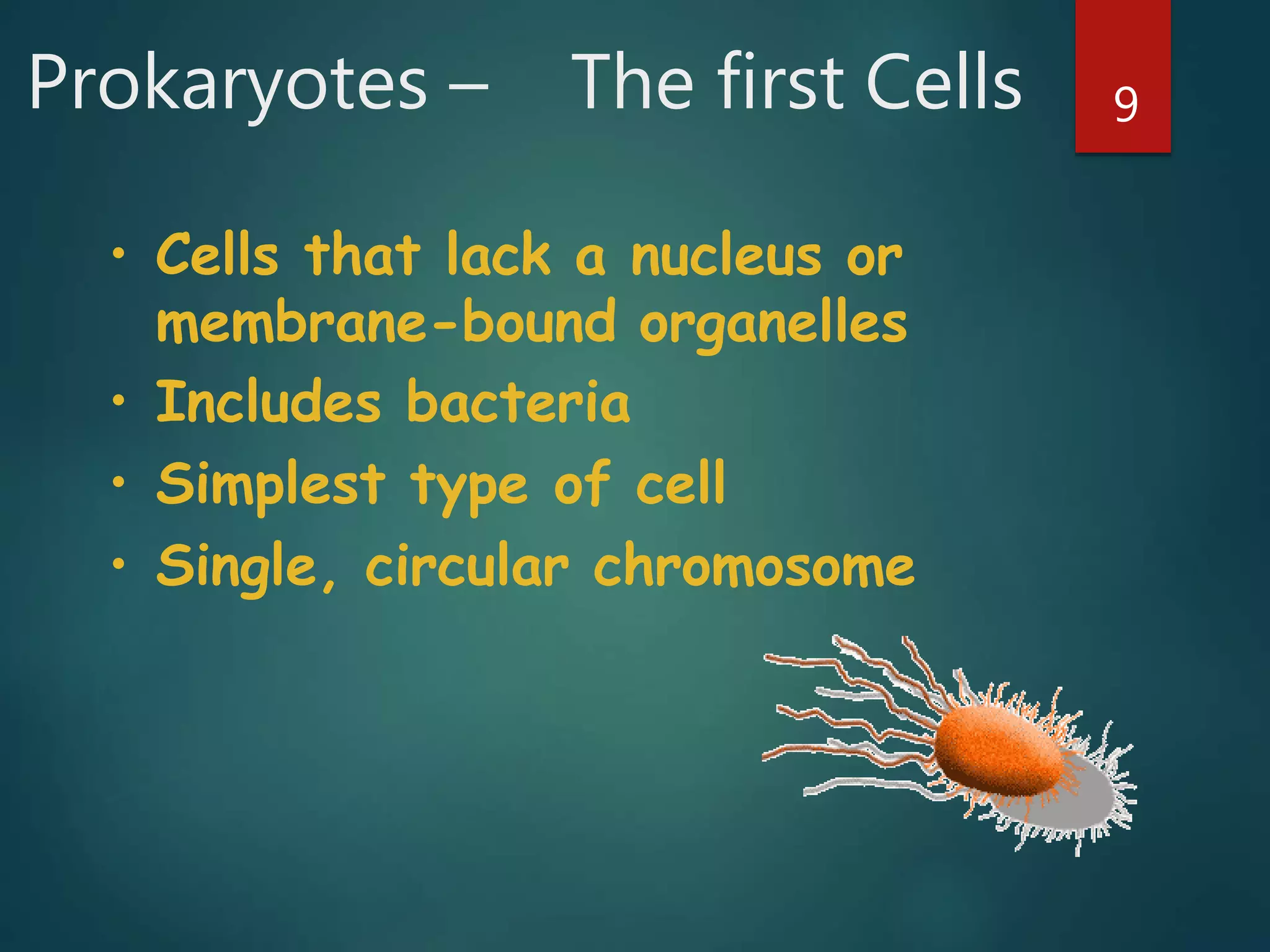 Prokaryotes – The first Cells 9
• Cells that lack a nucleus or
membrane-bound organelles
• Includes bacteria
• Simplest type of cell
• Single, circular chromosome
 