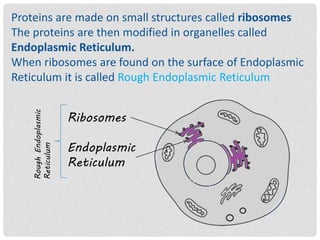 Proteins are made on small structures called ribosomes
The proteins are then modified in organelles called
Endoplasmic Reticulum.
When ribosomes are found on the surface of Endoplasmic
Reticulum it is called Rough Endoplasmic Reticulum
Ribosomes
Endoplasmic
Reticulum
RoughEndoplasmic
Reticulum
 