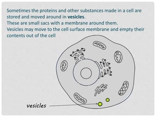 Sometimes the proteins and other substances made in a cell are
stored and moved around in vesicles.
These are small sacs with a membrane around them.
Vesicles may move to the cell surface membrane and empty their
contents out of the cell
vesicles
 