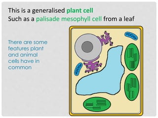 This is a generalised plant cell
Such as a palisade mesophyll cell from a leaf
There are some
features plant
and animal
cells have in
common
 