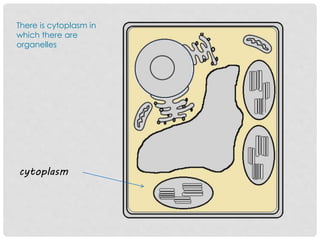 There is cytoplasm in
which there are
organelles
cytoplasm
 