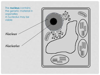 The nucleus contains
the genetic material in
organelles
A nucleolus may be
visible
Nucleus
Nucleolus
 