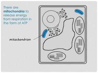 There are
mitochondria to
release energy
from respiration in
the form of ATP
mitochondrion
 