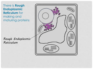 There is Rough
Endoplasmic
Reticulum for
making and
maturing proteins
Rough Endoplasmic
Reticulum
 