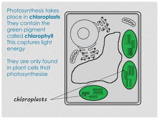 Photosynthesis takes
place in chloroplasts
They contain the
green pigment
called chlorophyll
This captures light
energy
They are only found
in plant cells that
photosynthesise
chloroplasts
 