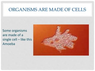 ORGANISMS ARE MADE OF CELLS
Some organisms
are made of a
single cell – like this
Amoeba
 