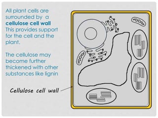 All plant cells are
surrounded by a
cellulose cell wall
This provides support
for the cell and the
plant.
The cellulose may
become further
thickened with other
substances like lignin
Cellulose cell wall
 