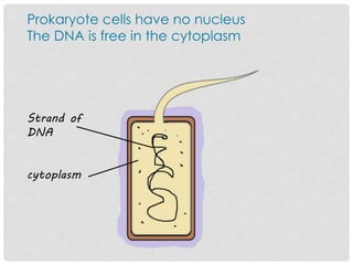 Prokaryote cells have no nucleus
The DNA is free in the cytoplasm
Strand of
DNA
cytoplasm
 