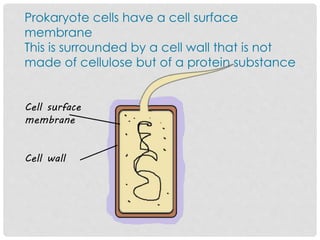 Prokaryote cells have a cell surface
membrane
This is surrounded by a cell wall that is not
made of cellulose but of a protein substance
Cell surface
membrane
Cell wall
 