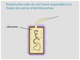Prokaryote cells do not have organelles but
there are some small ribosomes
ribosomes
 