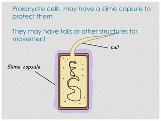 Prokaryote cells may have a slime capsule to
protect them
They may have tails or other structures for
movement
tail
Slime capsule
 