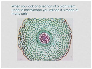When you look at a section of a plant stem
under a microscope you will see it is made of
many cells
 