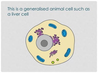 This is a generalised animal cell such as
a liver cell
 