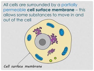 All cells are surrounded by a partially
permeable cell surface membrane – this
allows some substances to move in and
out of the cell
Cell surface membrane
 
