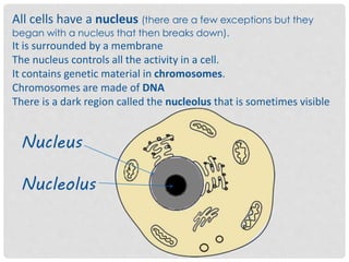 All cells have a nucleus (there are a few exceptions but they
began with a nucleus that then breaks down).
It is surrounded by a membrane
The nucleus controls all the activity in a cell.
It contains genetic material in chromosomes.
Chromosomes are made of DNA
There is a dark region called the nucleolus that is sometimes visible
Nucleus
Nucleolus
 
