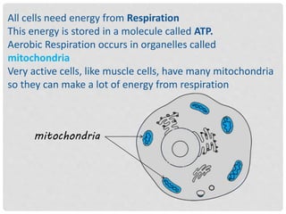 All cells need energy from Respiration
This energy is stored in a molecule called ATP.
Aerobic Respiration occurs in organelles called
mitochondria
Very active cells, like muscle cells, have many mitochondria
so they can make a lot of energy from respiration
mitochondria
 