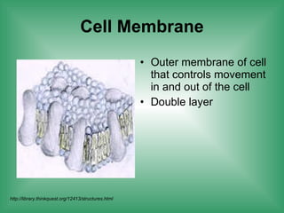 Cell Membrane Outer membrane of cell that controls movement in and out of the cell Double layer  http://library.thinkquest.org/12413/structures.html 
