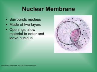 Nuclear Membrane Surrounds nucleus Made of two layers Openings allow material to enter and leave nucleus  http://library.thinkquest.org/12413/structures.html 