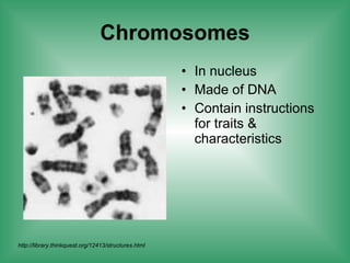 Chromosomes In nucleus Made of DNA Contain instructions for traits & characteristics  http://library.thinkquest.org/12413/structures.html 