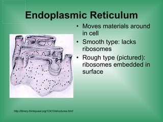 Endoplasmic Reticulum Moves materials around in cell Smooth type: lacks ribosomes Rough type (pictured): ribosomes embedded in surface  http://library.thinkquest.org/12413/structures.html 
