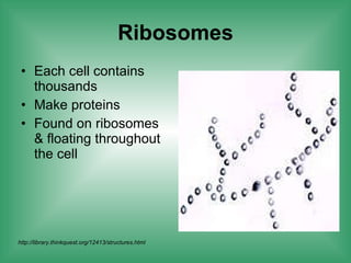Ribosomes Each cell contains thousands Make proteins Found on ribosomes & floating throughout the cell http://library.thinkquest.org/12413/structures.html 