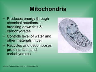 Mitochondria Produces energy through chemical reactions – breaking down fats & carbohydrates Controls level of water and other materials in cell Recycles and decomposes proteins, fats, and carbohydrates http://library.thinkquest.org/12413/structures.html 