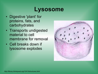 Lysosome Digestive 'plant' for proteins, fats, and carbohydrates Transports undigested material to cell membrane for removal Cell breaks down if lysosome explodes  http://library.thinkquest.org/12413/structures.html 